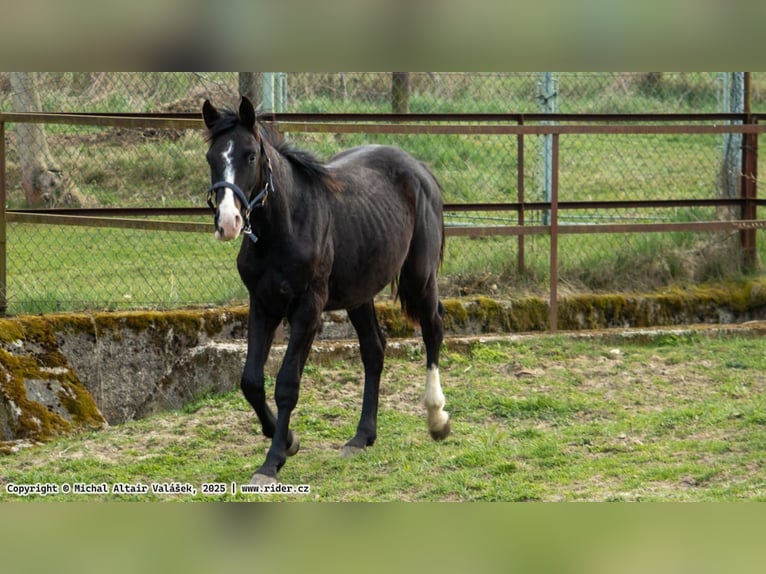Oldenburg-International (OS) Stallion 2 years 16 hh Bay-Dark in Olomouc
