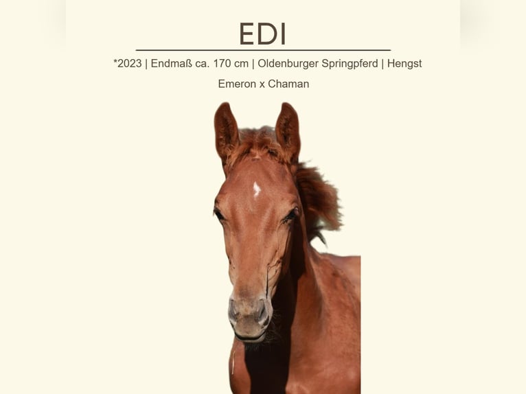 Oldenburg-International (OS) Stallion 2 years 16,2 hh Chestnut-Red in Gro&#xDF;ostheim