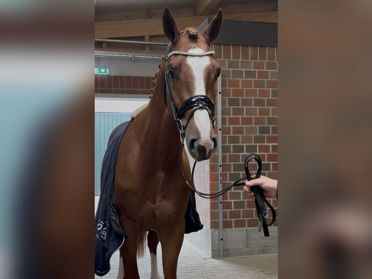 Oldenburg-International (OS) Stallion 2 years 16,2 hh Chestnut in Barver