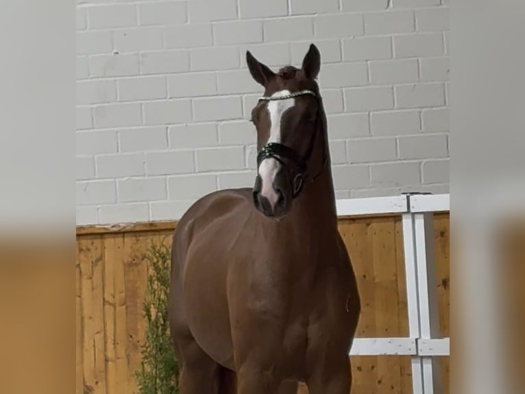 Oldenburg-International (OS) Stallion 2 years 16,3 hh Chestnut-Red in Barver