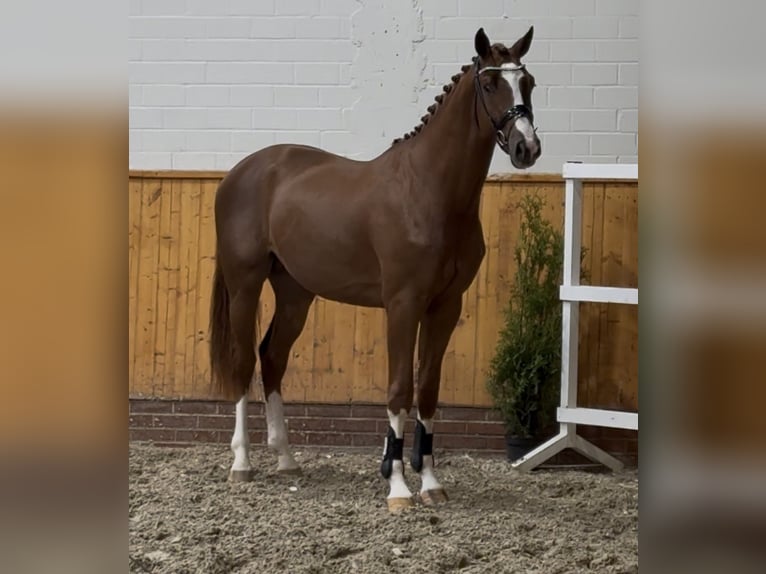 Oldenburg-International (OS) Stallion 2 years 16,3 hh Chestnut-Red in Barver