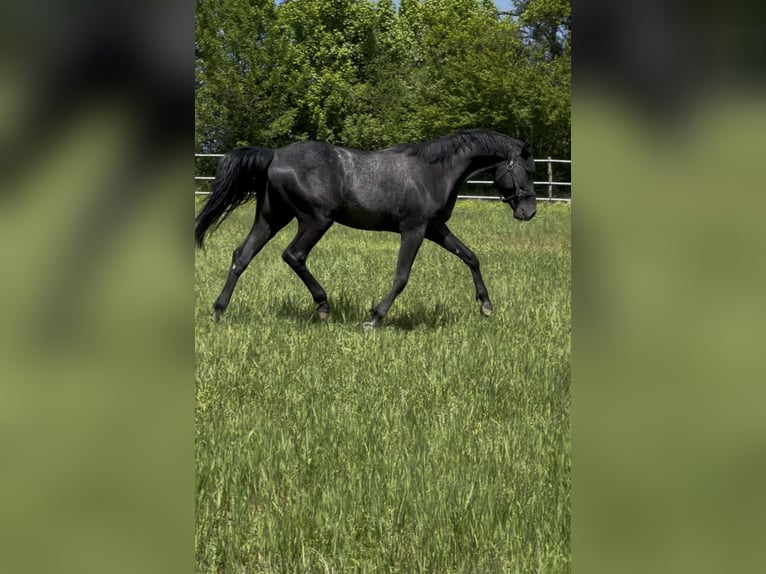 Oldenburg-International (OS) Stallion 2 years Gray in Modrová