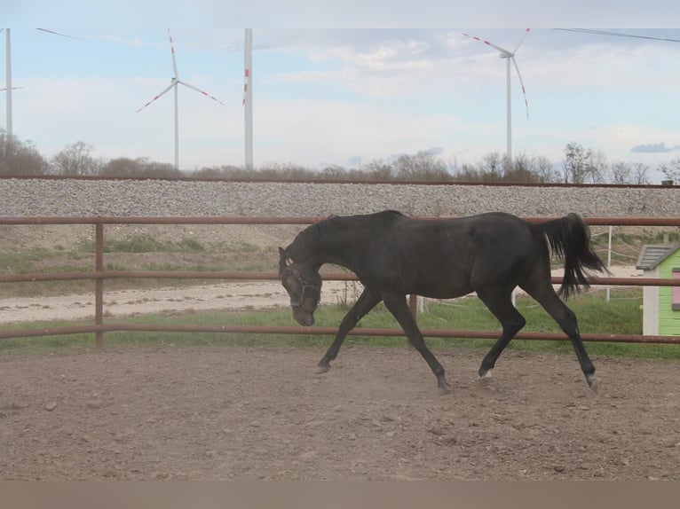 Oldenburg-International (OS) Stallion 3 years 15,2 hh Can be white in Leopoldsdorf