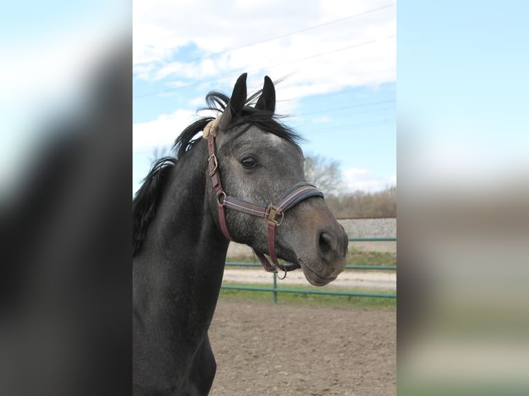 Oldenburg-International (OS) Stallion 3 years 15,2 hh Can be white in Leopoldsdorf