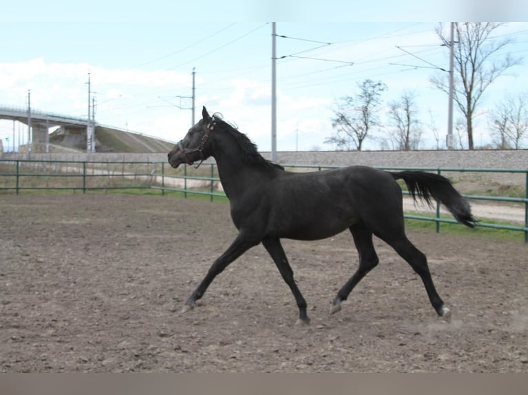 Oldenburg-International (OS) Stallion 3 years 15,2 hh Can be white in Leopoldsdorf