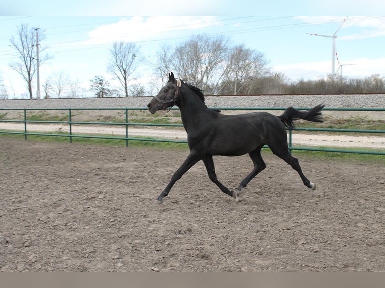 Oldenburg-International (OS) Stallion 3 years 15,2 hh Can be white in Leopoldsdorf