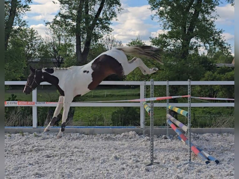 Oldenburg-International (OS) Stallion 3 years 16.1 hh Pinto in Beroun