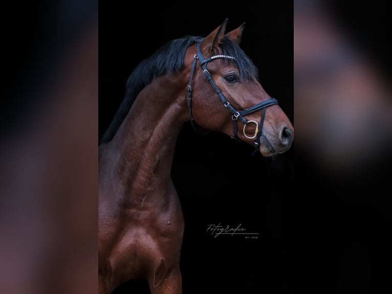 Oldenburg-International (OS) Stallion 3 years 16.2 hh Brown in Hiddenhausen