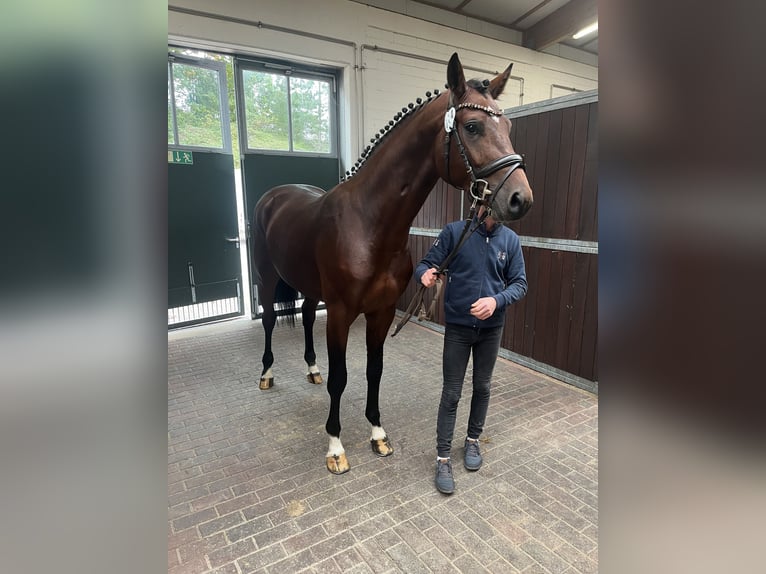 Oldenburg-International (OS) Stallion 3 years 16.2 hh Brown in Hiddenhausen