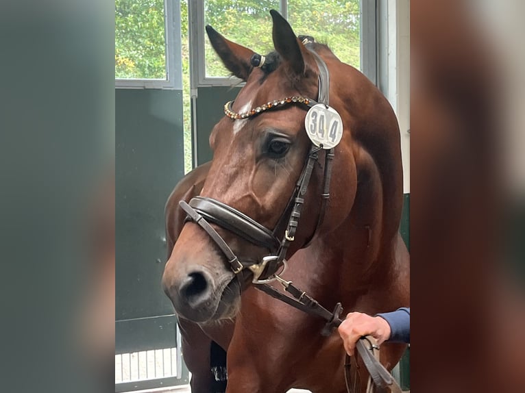 Oldenburg-International (OS) Stallion 3 years 16.2 hh Brown in Hiddenhausen