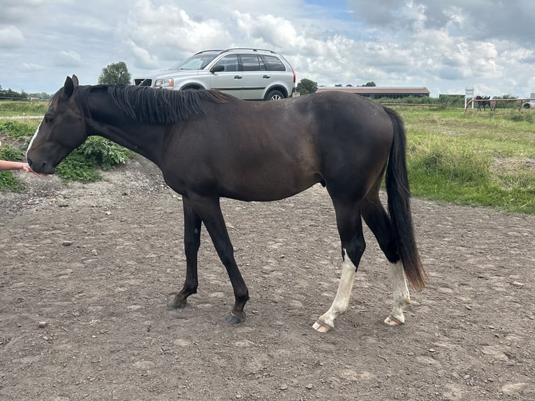 Oldenburg-International (OS) Stallion 3 years 16 hh Smoky-Black in Bramsche