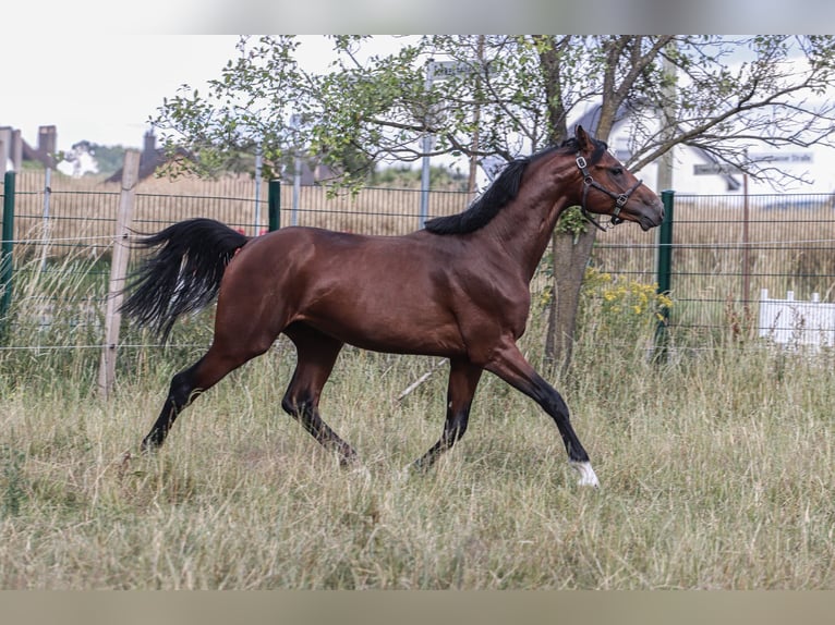 Oldenburg-International (OS) Stallion 3 years 16,2 hh Brown in Hiddenhausen