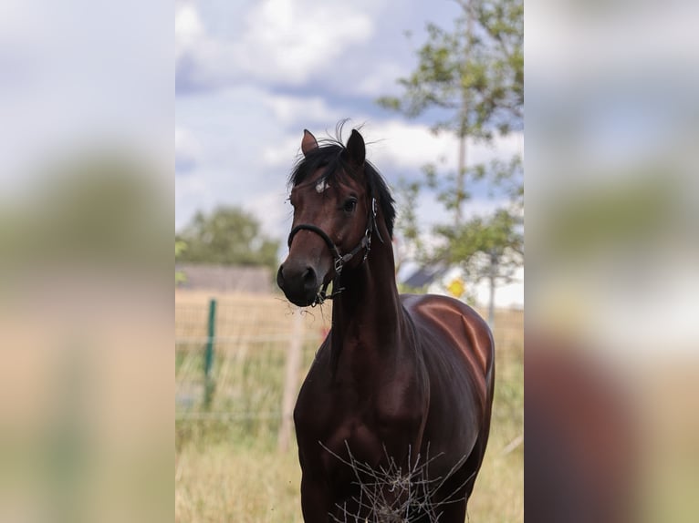 Oldenburg-International (OS) Stallion 3 years 16,2 hh Brown in Hiddenhausen