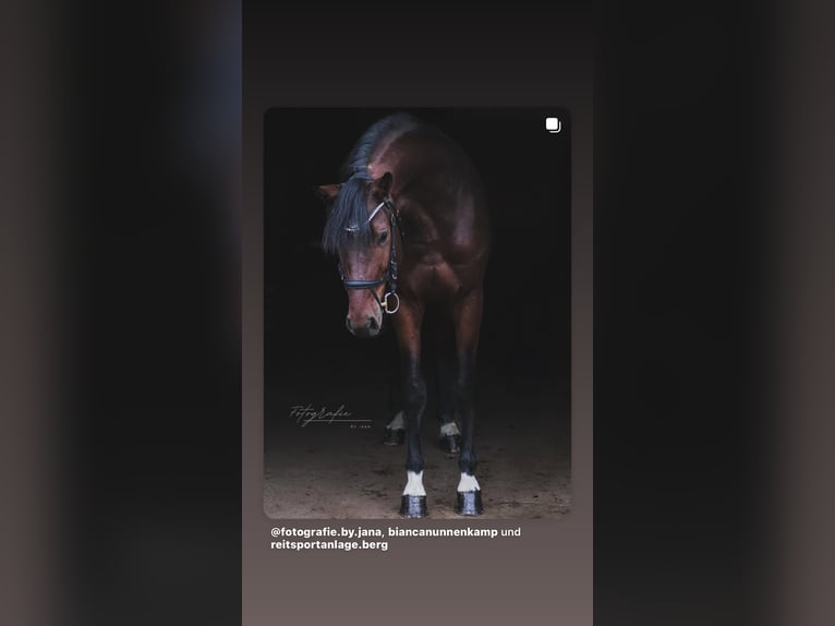 Oldenburg-International (OS) Stallion 3 years 16,2 hh Brown in Hiddenhausen