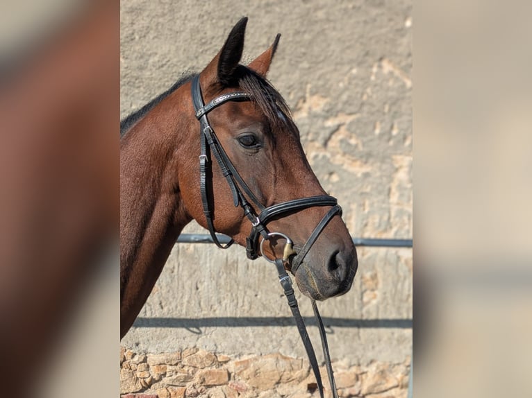 Oldenburg-International (OS) Stallion 4 years 16 hh Brown in Kodersdorf