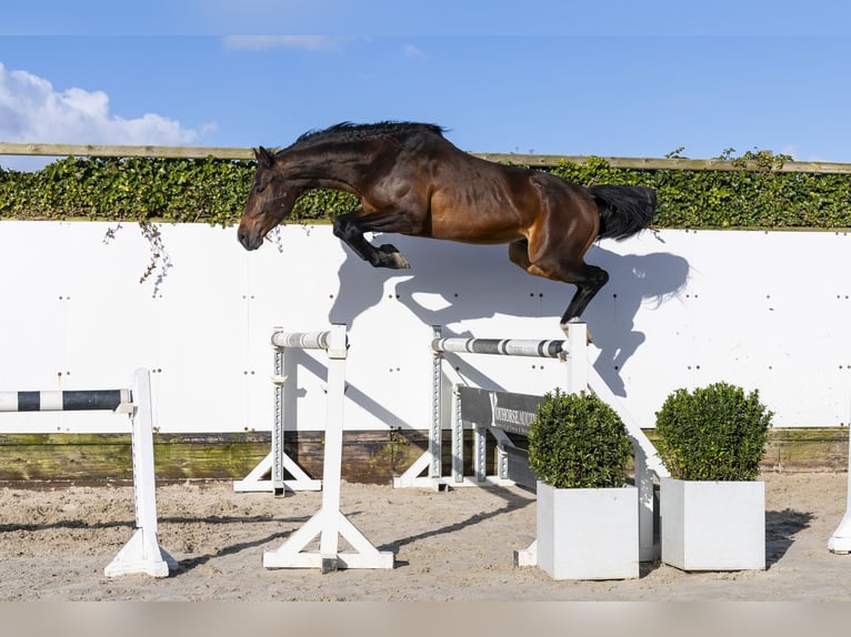 Oldenburg-International (OS) Stallion 4 years 16 hh Brown in Waddinxveen