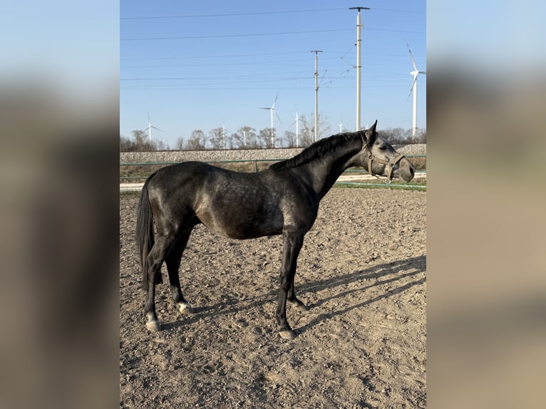 Oldenburg-International (OS) Stallion 4 years 16 hh Can be white in Leopoldsdorf im Marchfeld