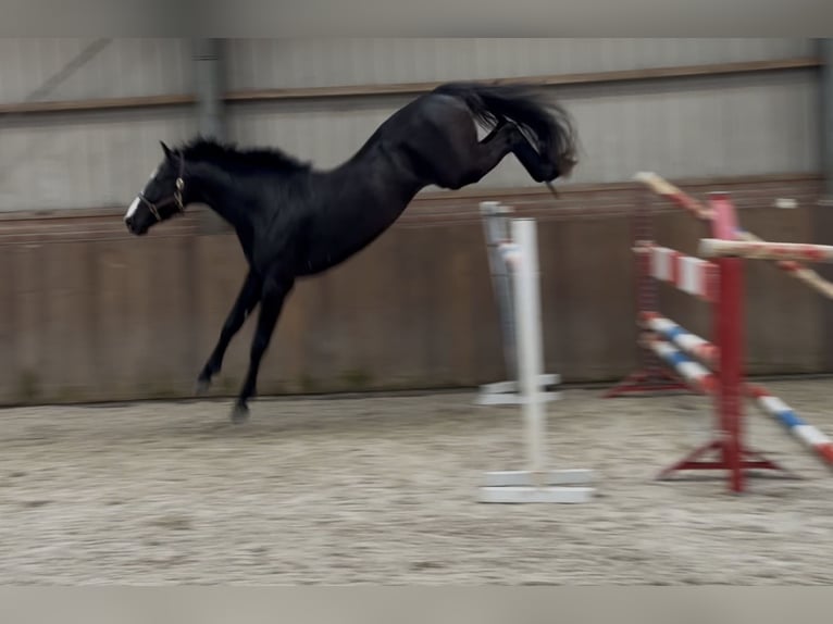 Oldenburg-International (OS) Stallion 4 years 16,1 hh Black in Zieuwent
