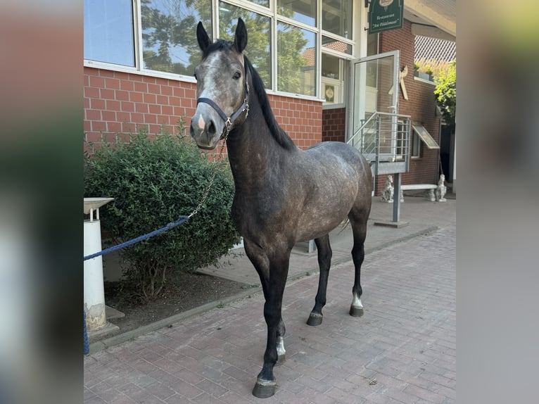 Oldenburg-International (OS) Stallion 4 years Grey in Z&#xFC;lpich