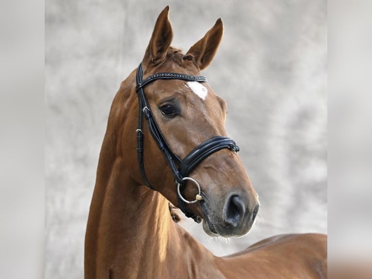 Oldenburg-International (OS) Stallion Chestnut-Red in Moritzburg
