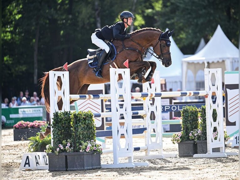 Oldenburg-International (OS) Stallion Chestnut in Moritzburg
