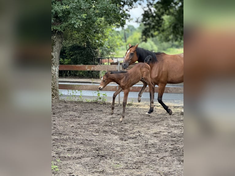 Oldenburg-International (OS) Stallion Foal (05/2025) 11,1 hh Brown in Kluse