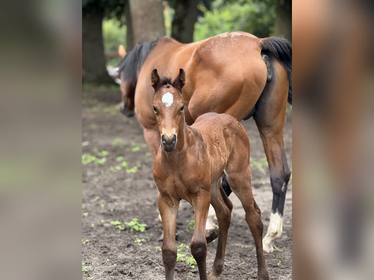 Oldenburg-International (OS) Stallion Foal (05/2025) 11,1 hh Brown in Kluse