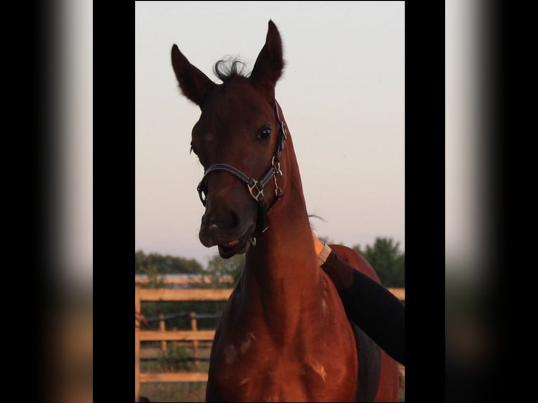 Oldenburg-International (OS) Mix Stallion Foal (05/2025) 11,2 hh Brown in Oberkr&#xE4;mer