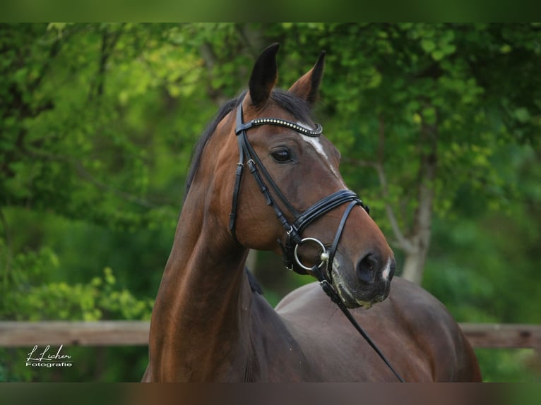 Oldenburg-International (OS) Stallion Foal (04/2026) 16.1 hh Brown in WardenburgWardenburg