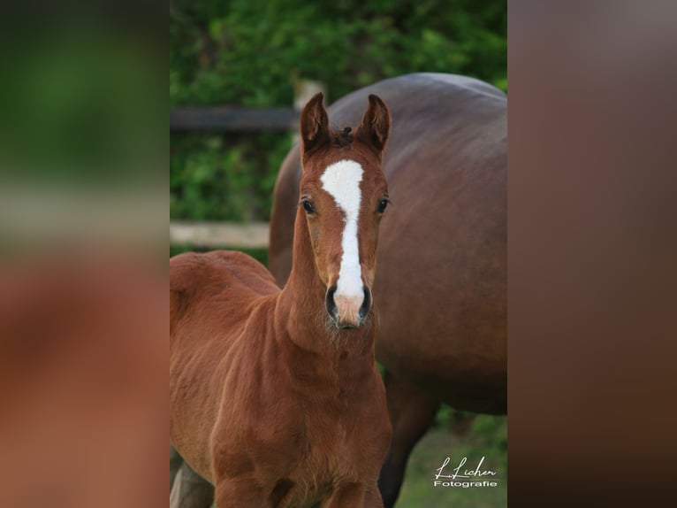 Oldenburg-International (OS) Stallion Foal (04/2026) 16.1 hh Brown in WardenburgWardenburg