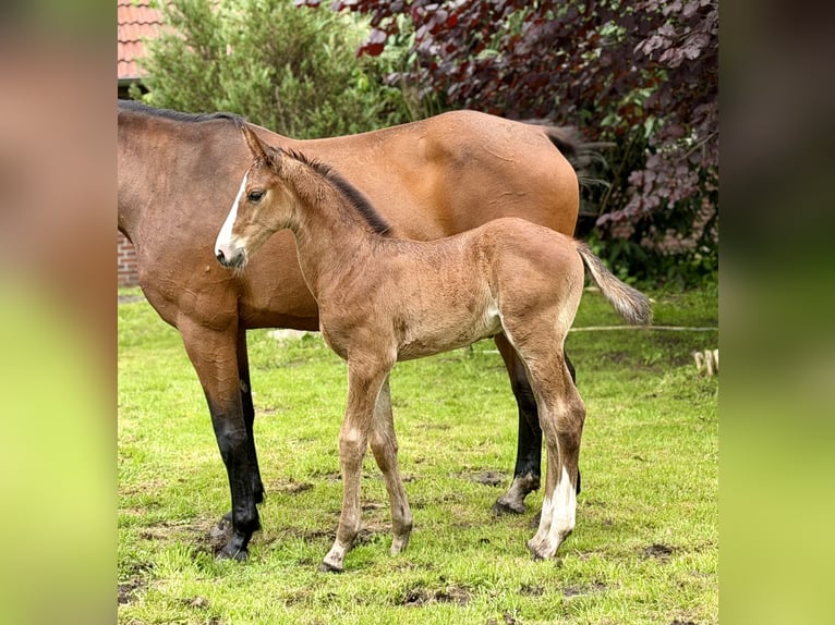 Oldenburg-International (OS) Stallion Foal (05/2026) 16.2 hh Brown in Berne