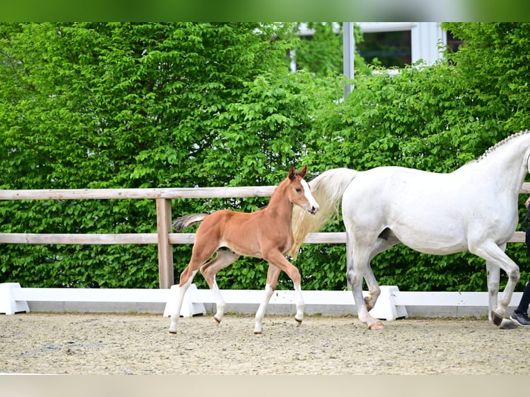 Oldenburg-International (OS) Stallion Foal (03/2026) 16.2 hh Brown in Rehburg-Loccum Münchehagen