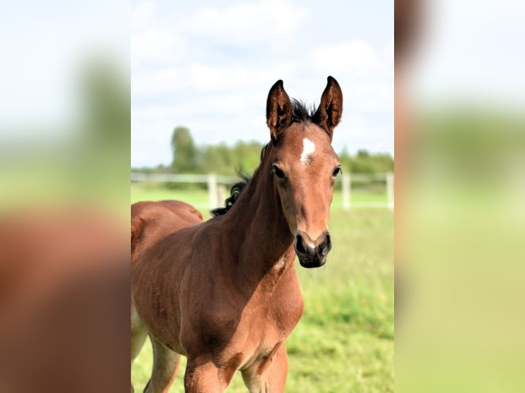Oldenburg-International (OS) Stallion  16,2 hh Brown in L&#x119;bork
