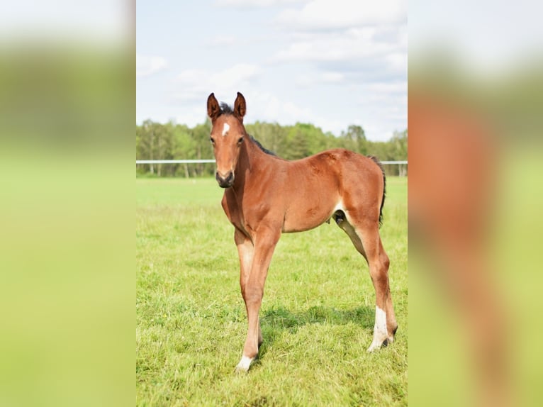 Oldenburg-International (OS) Stallion  16,2 hh Brown in L&#x119;bork