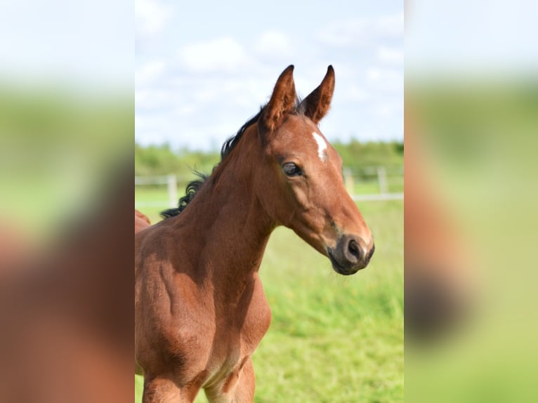 Oldenburg-International (OS) Stallion  16,2 hh Brown in L&#x119;bork