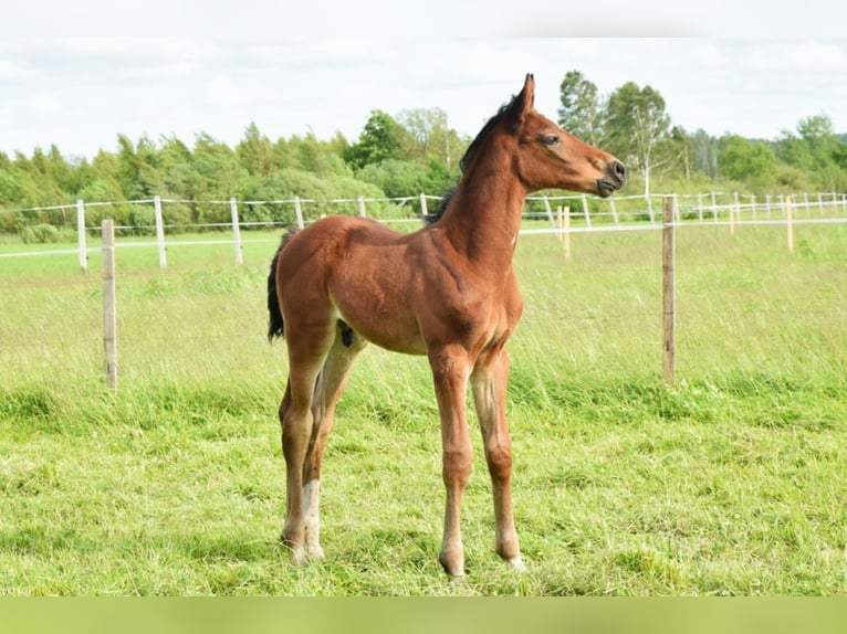 Oldenburg-International (OS) Stallion  16,2 hh Brown in L&#x119;bork