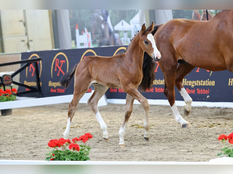 Oldenburg-International (OS) Stallion Foal (04/2026) 16.2 hh Brown in Nottuln