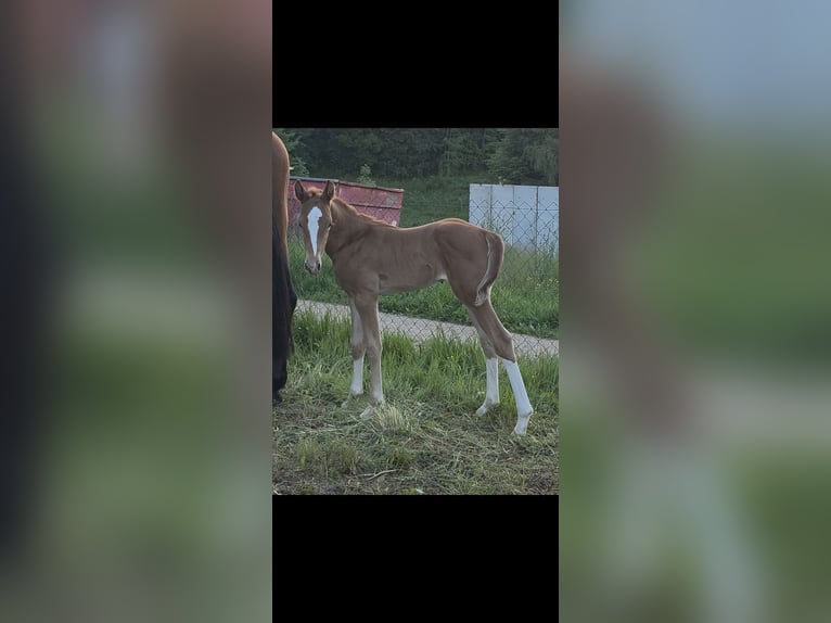 Oldenburg-International (OS) Stallion Foal (06/2026) 16.2 hh Chestnut-Red in Bockau