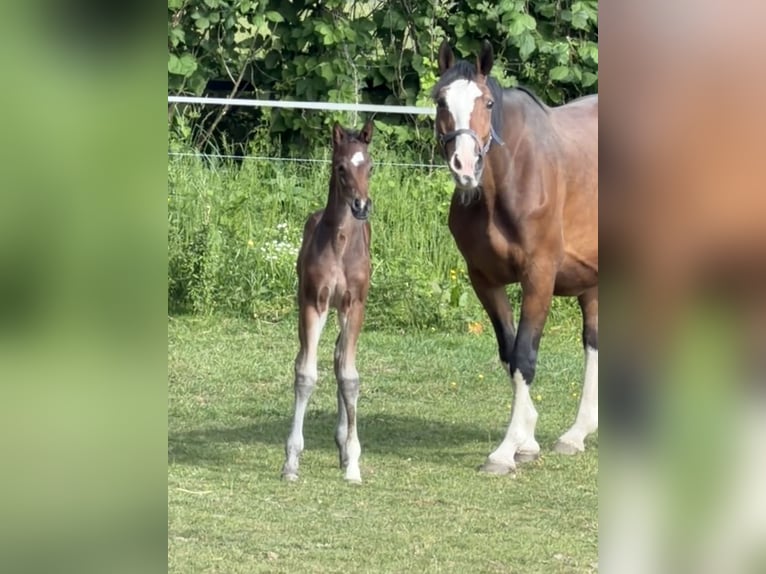 Oldenburg-International (OS) Stallion Foal (05/2026) 16.2 hh  in Hanerau-Hademarschen
