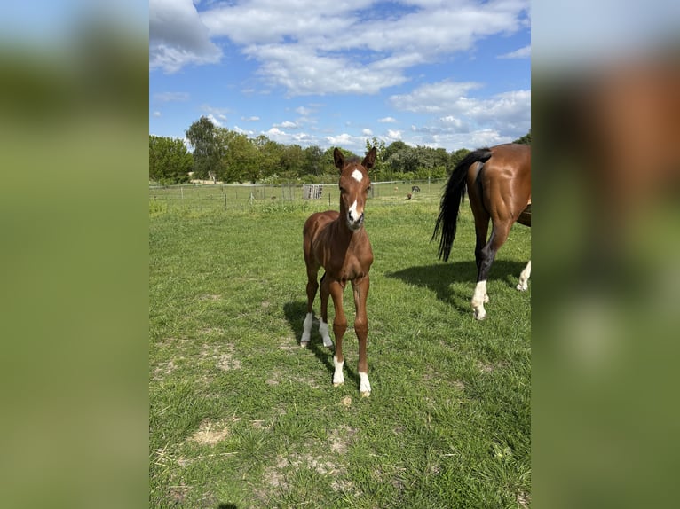 Oldenburg-International (OS) Stallion Foal (05/2026) 16.3 hh Brown in Steinhöfel