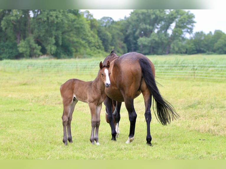 Oldenburg-International (OS) Stallion Foal (06/2026) 16.3 hh Brown in Nienhagen