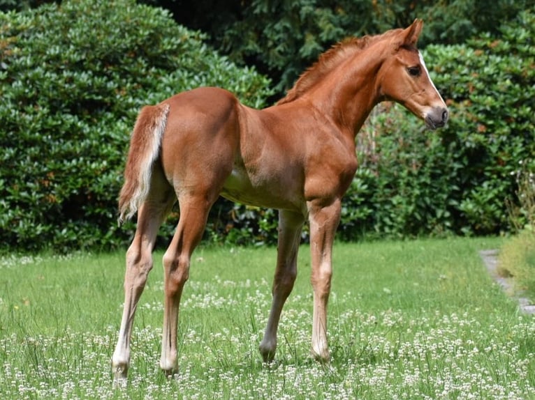 Oldenburg-International (OS) Stallion Foal (04/2026) 16.3 hh Chestnut-Red in Edewecht