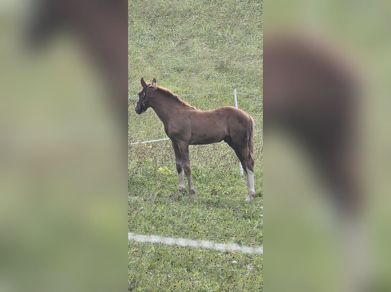 Oldenburg-International (OS) Stallion Foal (06/2026) 16.3 hh Chestnut in Bockau