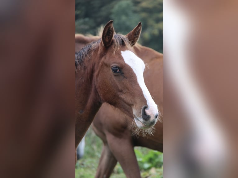 Oldenburg-International (OS) Stallion Foal (05/2025) 16,1 hh Brown in Seedorf