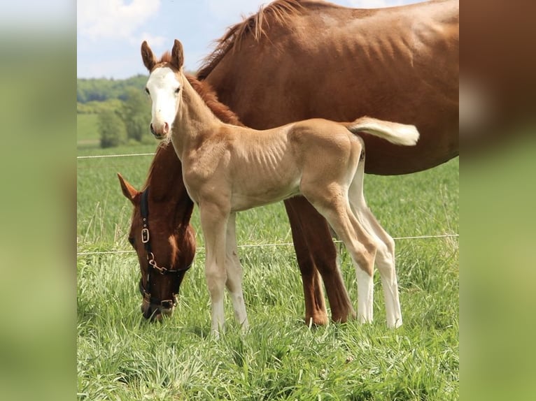 Oldenburg-International (OS) Stallion  16,1 hh Chestnut-Red in Seedorf
