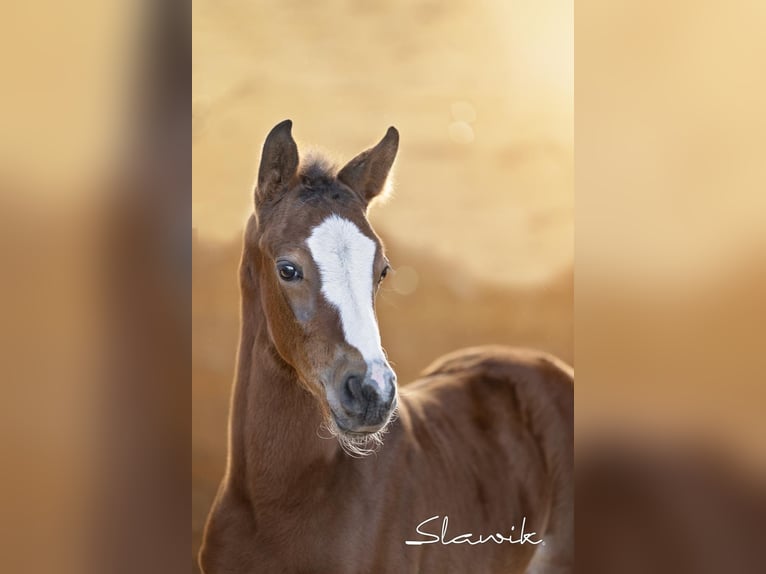 Oldenburg-International (OS) Stallion Foal (04/2025) 16,2 hh Brown in Neupotz