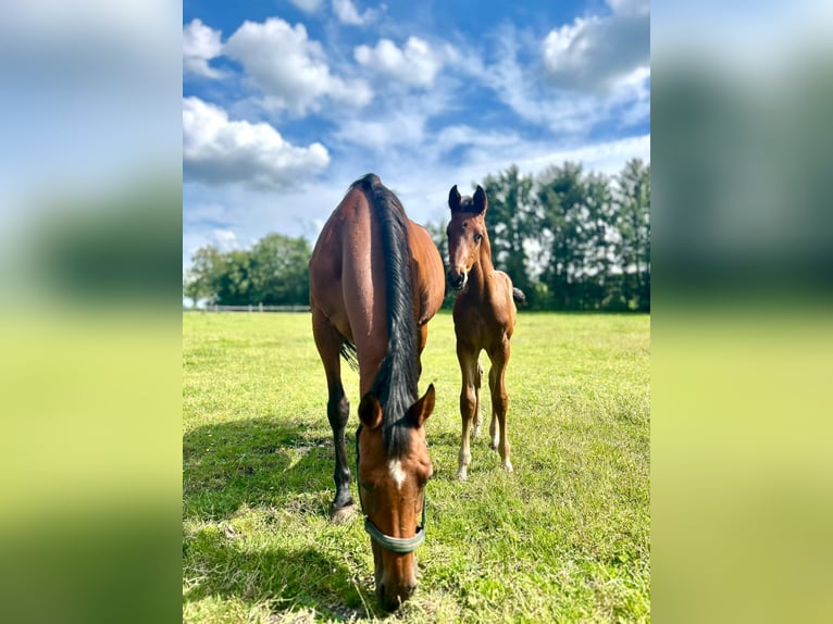 Oldenburg-International (OS) Stallion  16,2 hh Brown in Hesel