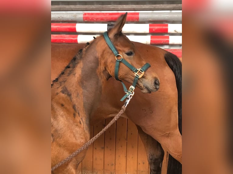 Oldenburg-International (OS) Stallion  16,2 hh Brown in Hesel