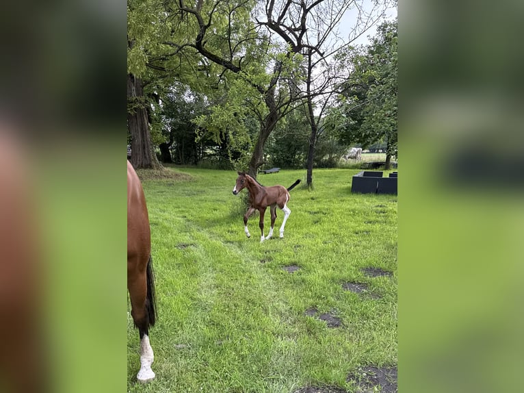 Oldenburg-International (OS) Stallion  16,2 hh Brown in Versmold