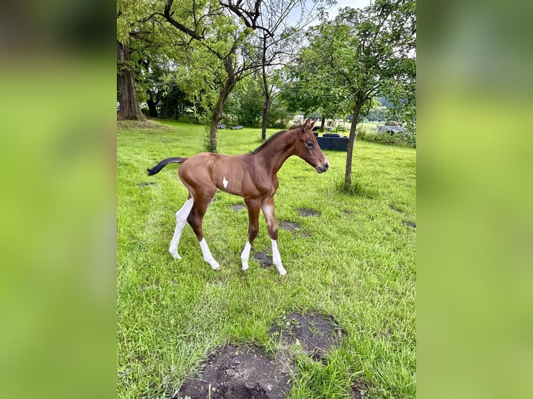 Oldenburg-International (OS) Stallion  16,2 hh Brown in Versmold